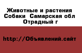 Животные и растения Собаки. Самарская обл.,Отрадный г.